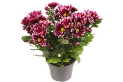 ohgreen Chrysant Ciao