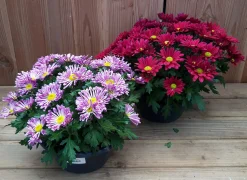 ohgreen chrysant schaal