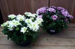 ohgreen chrysant schaal