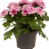 ohgreen Chrysanthemum dubbel roze ( Chrysant )