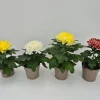 ohgreen Chrysanthemum uniflor
