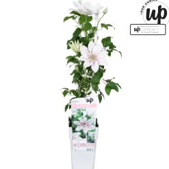 ohgreen Clematis Corinne