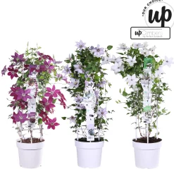 ohgreen Clematis Double Up blauw-wit p23