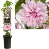 ohgreen Clematis multi Pink ( bosrank )