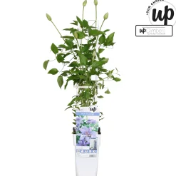 ohgreen Clematis 'Parisienne Boulevard'