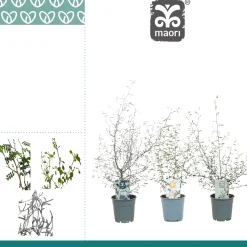 ohgreen Corakia Maeori mix