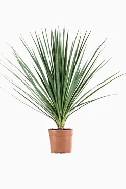 ohgreen Cordyline p29