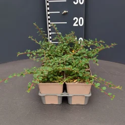 ohgreen Cotoneaster queen carpet 6pack