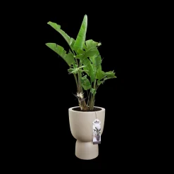 ohgreen COUPE 35CM BALANCED BEIGE