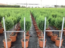 ohgreen Cupressocyparis sempervirens Pyramidalis ( Italiaanse cipres )