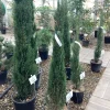 ohgreen Cuprocyparis leylandii Pyramidalis