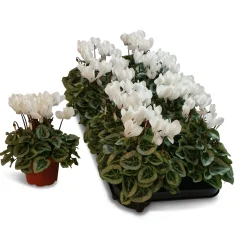 ohgreen Cyclamen silverado
