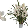 ohgreen Cymbidium lucky kate p12 h50