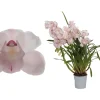 ohgreen Cymbidium pink bell p12 h65