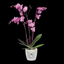ohgreen Diamond orchidee 12,5cm