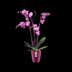 ohgreen Diamond orchidee hoog 12,5cm