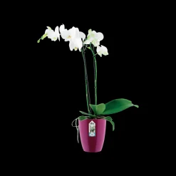 ohgreen Diamond orchidee hoog 12,5cm