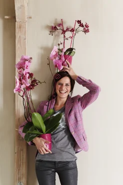 ohgreen Diamond orchidee hoog 12,5cm