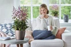 ohgreen Diamond orchidee hoog 20cm