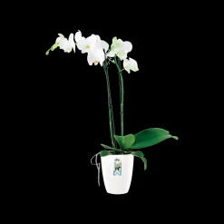 ohgreen Diamond orchidee hoog 12,5cm