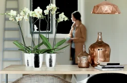 ohgreen Diamond orchidee hoog 12,5cm