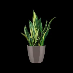 ohgreen Diamond rond 16cm