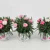 ohgreen Dianthus i love u
