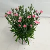 ohgreen Dianthus peach