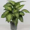 ohgreen Dieffenbachia seguine 'Reeva'