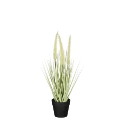 ohgreen Dogtail in pot groen - h40xd15cm