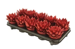 ohgreen Echeveria Miranda Rainbow red