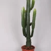 ohgreen Euphorbia cowboycactus