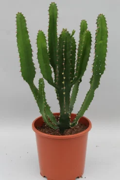 ohgreen Euphorbia triangularis