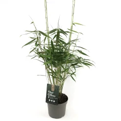 ohgreen Fargesia r.pingwu p17 niet woekerende bamboe