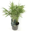 ohgreen Fargesia rufa p17 niet woekerende bamboe
