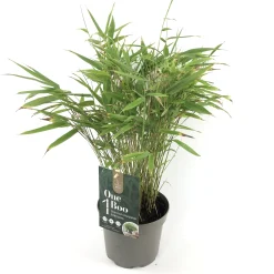 ohgreen Fargesia rufa p17 niet woekerende bamboe