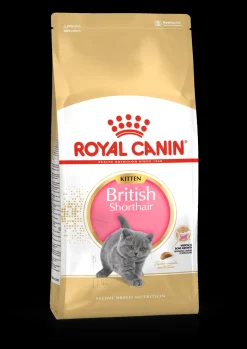ohgreen Fbn kitten british shorthair 2kg