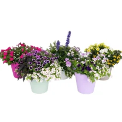 ohgreen Festival kleuren in pot Aqua-Easy