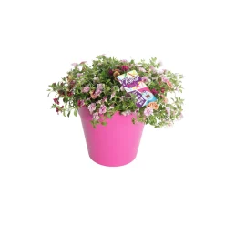 ohgreen Festival kleuren in pot Aqua-Easy