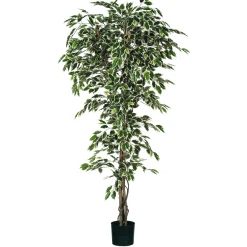 ohgreen Ficus bont in plastic pot - h210xd100cm
