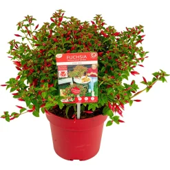 ohgreen Fuchsia Chilli Red