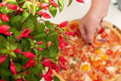 ohgreen Fuchsia Chilli Red