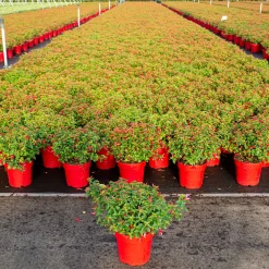 ohgreen Fuchsia Chilli Red