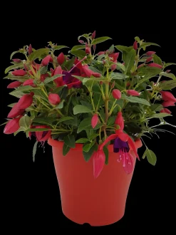 ohgreen Fuchsia staand p19 h20