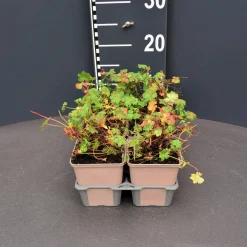 ohgreen Geranium cant.biokovo 6pack vaste plant geranium