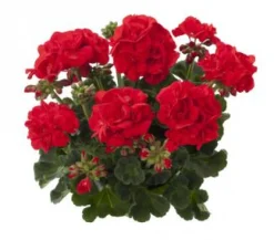 ohgreen Geranium recht p12