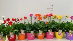 ohgreen Gerbera garvinea p19