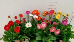 ohgreen Gerbera garvinea p19