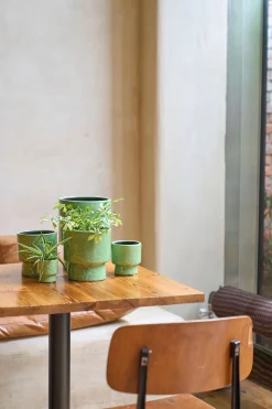 ohgreen GR.ORCH.POT D17 MOON GRASGRO