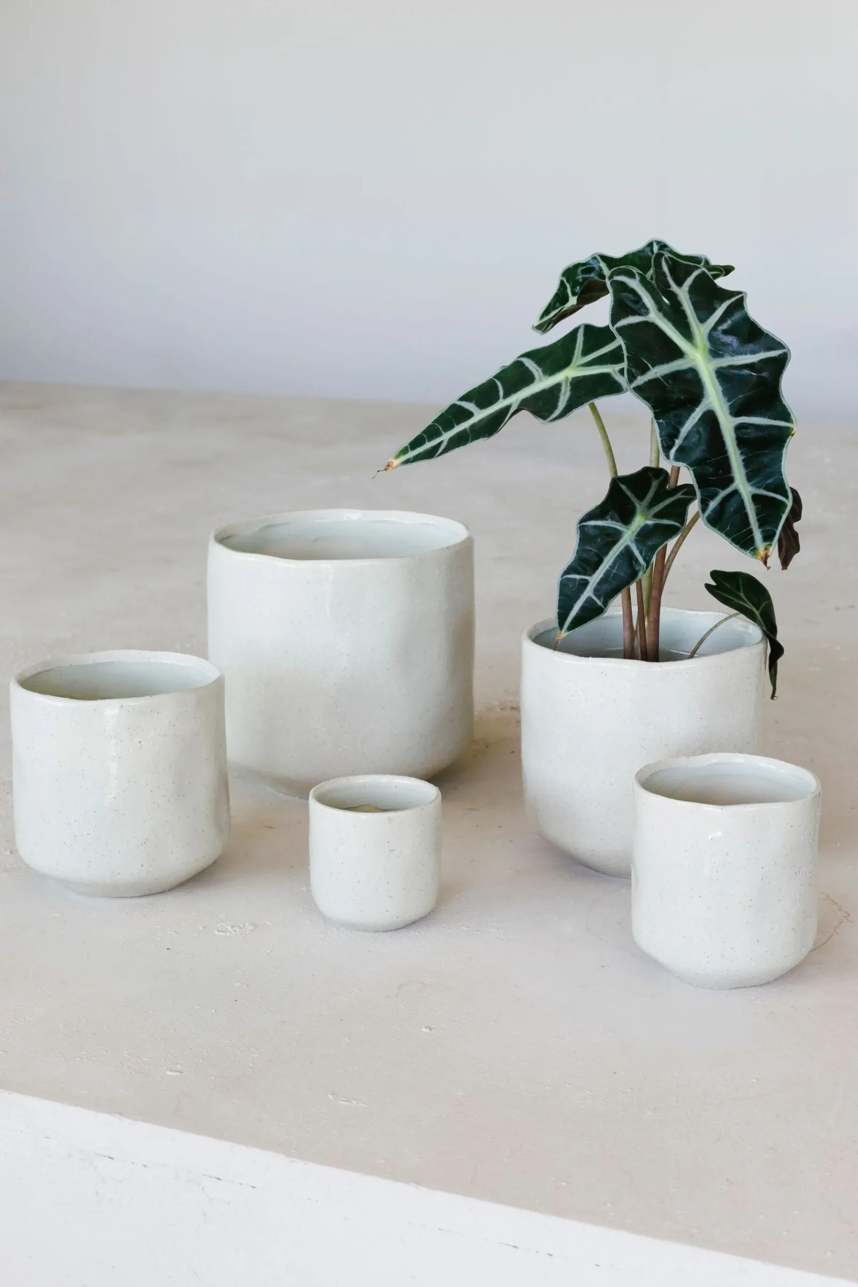 ohgreen Grote orchidee pot glisten